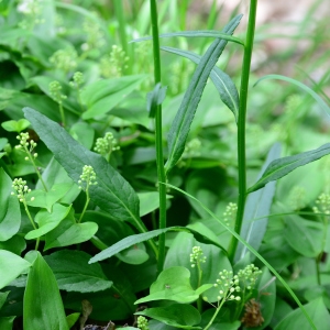 Photographie n°2180486 du taxon Phyteuma spicatum L. [1753]