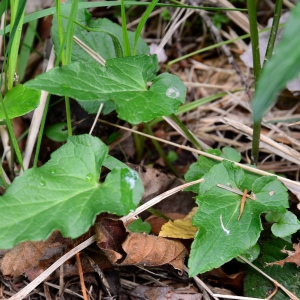 Photographie n°2180488 du taxon Phyteuma spicatum L. [1753]