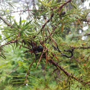 Photographie n°2180540 du taxon Juniperus communis L. [1753]