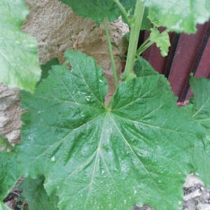 Photographie n°2180592 du taxon Alcea rosea L. [1753]