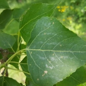 Photographie n°2180604 du taxon Populus nigra L. [1753]