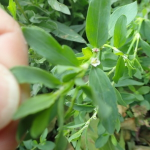 Photographie n°2180627 du taxon Polygonum aviculare L.