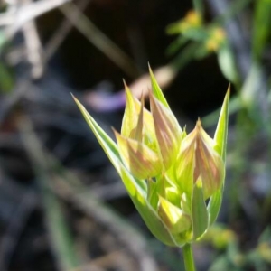 Photographie n°2180664 du taxon Bupleurum baldense Turra [1764]