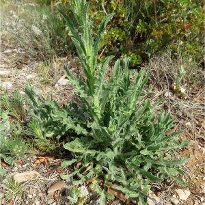 Photographie n°2180704 du taxon Centaurea melitensis L. [1753]