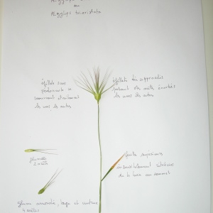 Photographie n°2180715 du taxon Aegilops ovata var. triaristata (Willd.) Bluff & Nees [1836]