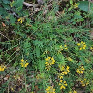 Photographie n°2180717 du taxon Coronilla minima subsp. lotoides (W.D.J.Koch) Nyman [1878]