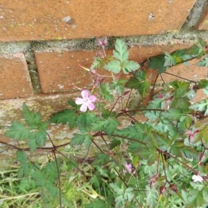 Photographie n°2180736 du taxon Geranium robertianum L. [1753]