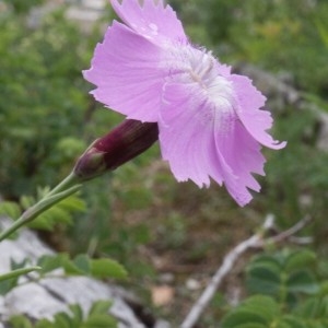 Photographie n°2180767 du taxon Dianthus gratianopolitanus Vill. [1789]