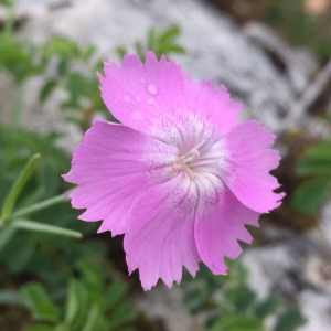 Photographie n°2180768 du taxon Dianthus gratianopolitanus Vill. [1789]