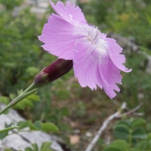 Photographie n°2180770 du taxon Dianthus gratianopolitanus Vill. [1789]