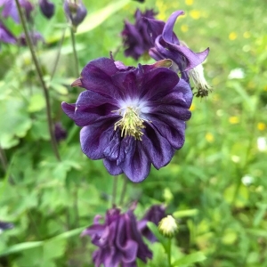 Photographie n°2180784 du taxon Aquilegia vulgaris L. [1753]