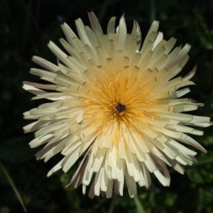 Photographie n°2180787 du taxon Urospermum dalechampii (L.) Scop. ex F.W.Schmidt [1795]