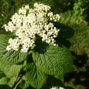 Photographie n°2180861 du taxon Viburnum lantana L. [1753]