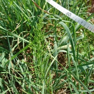 Photographie n°2180894 du taxon Equisetum arvense L. [1753]