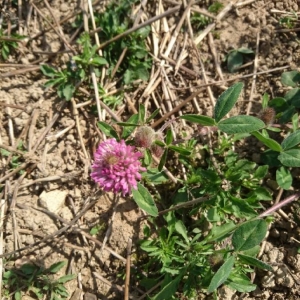 Photographie n°2180898 du taxon Trifolium pratense L. [1753]