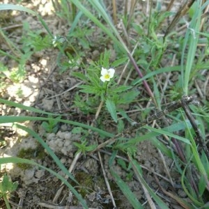 Photographie n°2180900 du taxon Viola arvensis Murray [1770]