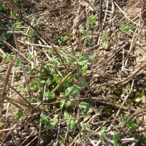 Photographie n°2180901 du taxon Cerastium glomeratum Thuill. [1799]