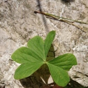 Photographie n°2180907 du taxon Oxalis articulata Savigny [1798]