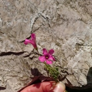 Photographie n°2180908 du taxon Oxalis articulata Savigny [1798]