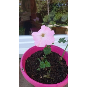 Petunia axillaris (Lam.) Britton, Sterns & Poggenb. (Pétunia)