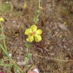 Photographie n°2180913 du taxon Verbascum sinuatum L. [1753]