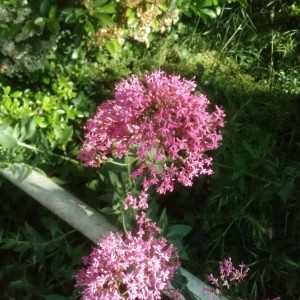 Photographie n°2180963 du taxon Centranthus ruber (L.) DC. [1805]