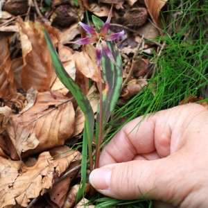 Photographie n°2180972 du taxon Erythronium dens-canis L. [1753]