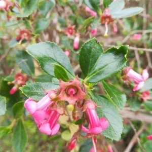 Photographie n°2180977 du taxon Escallonia rubra (Ruiz & Pav.) Pers. [1805]