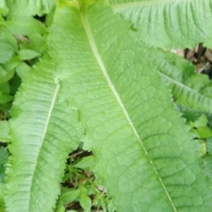 Photographie n°2180980 du taxon Dipsacus fullonum L. [1753]