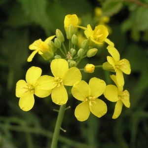 Photographie n°2180996 du taxon Brassica oleracea L. [1753]