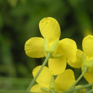 Photographie n°2180999 du taxon Brassica oleracea L. [1753]