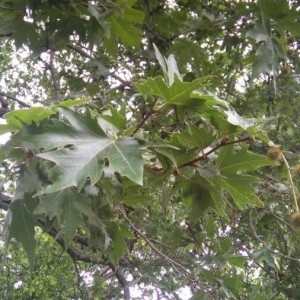 Photographie n°2181007 du taxon Platanus orientalis L. [1753]