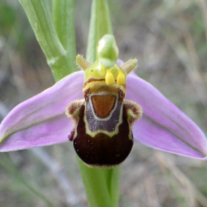 Photographie n°2181099 du taxon Ophrys apifera Huds. [1762]