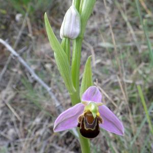 Photographie n°2181103 du taxon Ophrys apifera Huds. [1762]