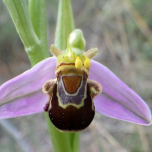 Photographie n°2181104 du taxon Ophrys apifera Huds. [1762]