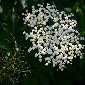 Photographie n°2181124 du taxon Sambucus nigra L. [1753]