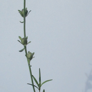 Photographie n°2181152 du taxon Linaria simplex (Willd.) DC. [1805]