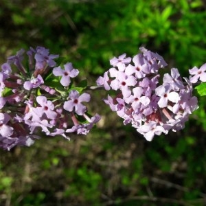  - Buddleja alternifolia Maxim. [1880]