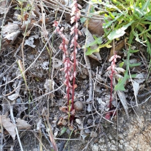 Photographie n°2181197 du taxon Umbilicus rupestris (Salisb.) Dandy