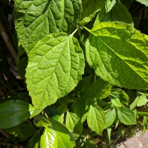 Photographie n°2181202 du taxon Philadelphus coronarius L. [1753]