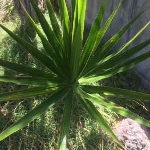  - Yucca aloifolia L.