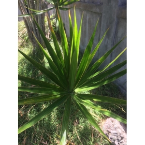 Yucca aloifolia L.