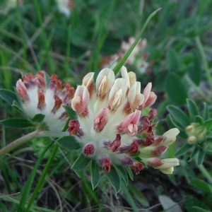 Photographie n°2181304 du taxon Anthyllis vulneraria L. [1753]
