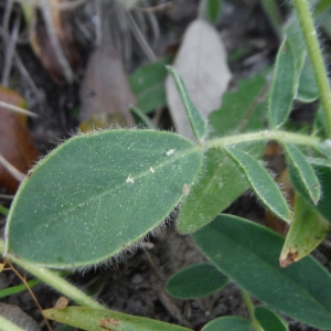 Photographie n°2181306 du taxon Anthyllis vulneraria L. [1753]