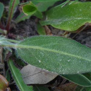 Photographie n°2181307 du taxon Anthyllis vulneraria L. [1753]