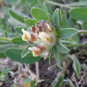 Photographie n°2181309 du taxon Anthyllis vulneraria L. [1753]