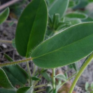 Photographie n°2181310 du taxon Anthyllis vulneraria L. [1753]