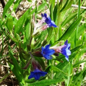 Photographie n°2181321 du taxon Buglossoides purpurocaerulea (L.) I.M.Johnst. [1954]