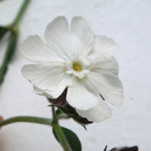 Photographie n°2181344 du taxon Silene latifolia subsp. alba (Mill.) Greuter & Burdet [1982]