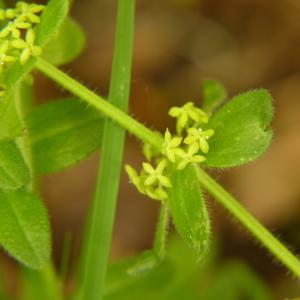 Photographie n°2181349 du taxon Cruciata laevipes Opiz [1852]